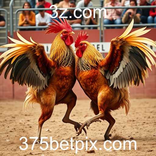 O Fascínio Controverso das Rinhas de Galos